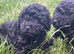 Tiny kc reg toy poodle puppies