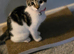 2 gorgeous female kittens