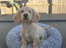 Cream long haired miniature dachshund