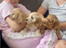 CavaJack Puppies
