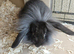 Baby lion head rabbit