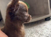 Chocolate chihuahua