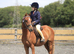 Chiddock Timeline 13.2h Gelding Allrounder