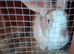 Female continental giant rabbits 2 to choose from
