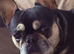 5 year old male frenchie