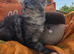 Pedigree maine coon kittens
