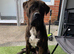 Male Presa Canario
