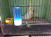 2 young cockateils mostly white just little grey bits+grey/white
