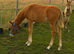 Sports horse colt foal to make 15.3hh
