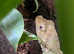 Chahoua Gecko male