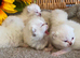BEAUTIFUL PURE BRED BSH RARE SEAL LYNX KITTENS