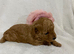 Stunning toy poodles