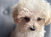 Just one beautiful girl left looking for a loving home ready now Maltipoo
