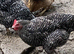 Chickens