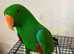 Male Eclectus Glasgow