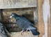 Quality racing pigeons, stock birds for sale