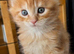 Beautiful Maine coons 8 weeks old