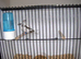 Two pair proven pair bengalise finches