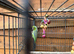 Parrotlet for sale
