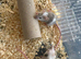 Fancy mice baby females