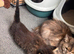Half ragdoll kittens
