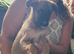 Lovely litter of G.H Shepard x Saluki
