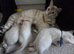 snow bengal kittens