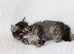 Meet Our Beautiful Kittens!
