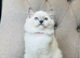 Ragdoll kittens - pure breed- ready to go!!!
