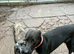 Reggie needs to find his new home