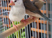 Java finch