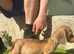 Beautiful miniature dachshunds for sale