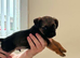 Border terrier puppy’s