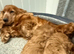 F1 Cockapoo puppies