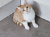 Kitten ready now