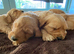 Beautiful Miniature Goldendoodle Puppies For Sale
