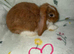 Mini lop bunnies