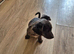 Just 2 pups left now