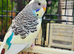 Baby budgies for sale 2 months old