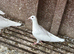 White young racing pigeons