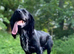 Family cocker spaniel looking for a new home