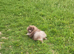 KC reg Lilac insane young adult boy mini lion