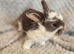 Quality baby french lops pedigree