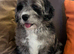 SaintBerdoodle, Rare Chocolate Merle, READY NOW!!