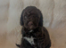 Rare chocolate cavapoos