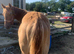 Handsome quarter horse