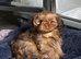 KC Imperial Shih Tzu Girl Puppy