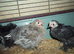 PEKIN CHICKS AND GROWERS,
