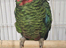 Cuban amazon female