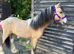 10month Buckskin colt